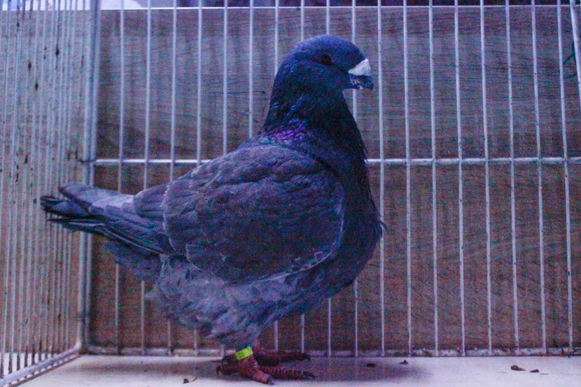 LRM_EXPORT_20180319_065748 - Masculi 2018