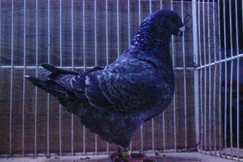 LRM_EXPORT_20180319_065730 - Masculi 2018