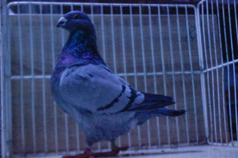 LRM_EXPORT_20180319_065720 - Masculi 2018