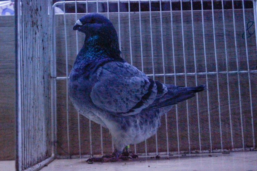 LRM_EXPORT_20180319_065745 - Masculi 2018