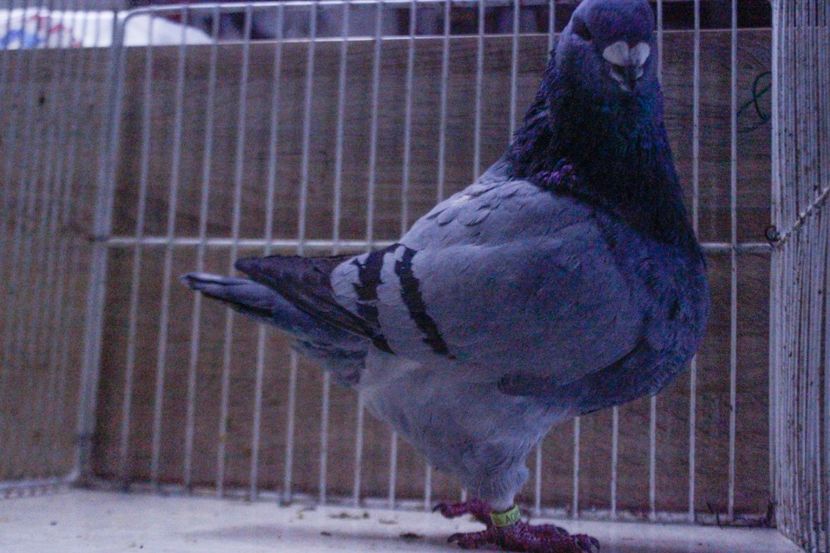 LRM_EXPORT_20180319_065738 - Masculi 2018