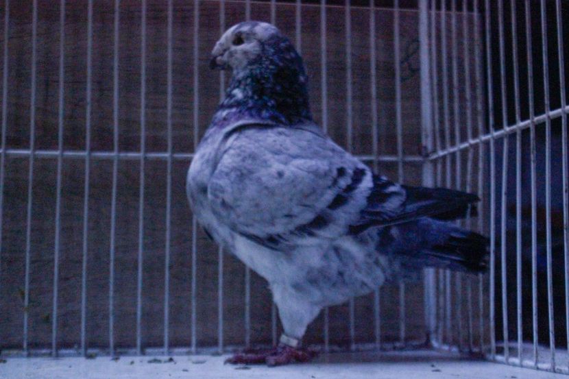 LRM_EXPORT_20180319_065715 - Masculi 2018