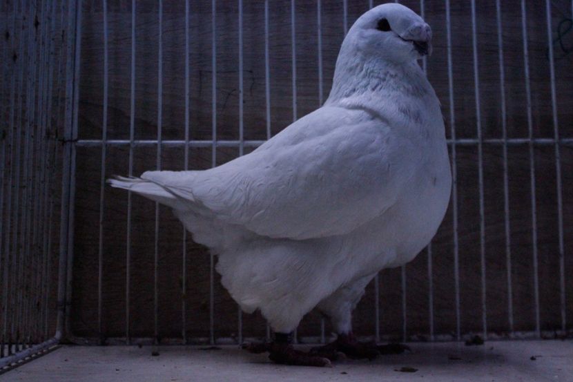 LRM_EXPORT_20180319_065717 - Masculi 2018