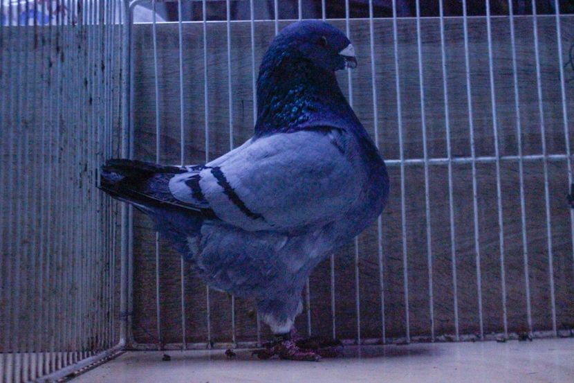 LRM_EXPORT_20180319_065725 - Masculi 2018