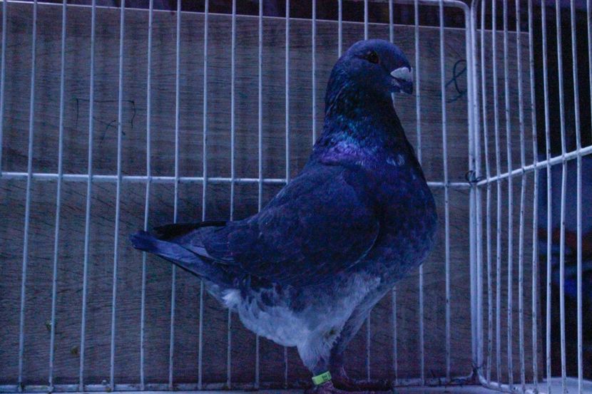 LRM_EXPORT_20180319_065723 - Masculi 2018