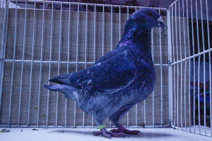 LRM_EXPORT_20180319_065840 - Masculi 2018