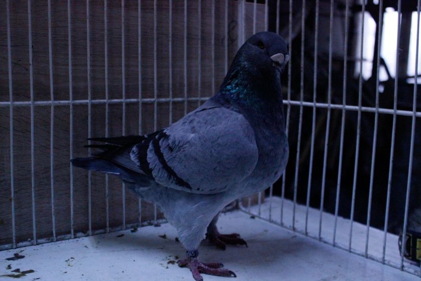 LRM_EXPORT_20180319_065843 - Masculi 2018