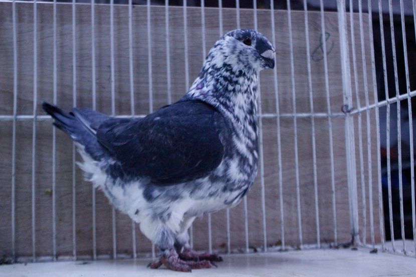 LRM_EXPORT_20180319_065834 - Femele 2018