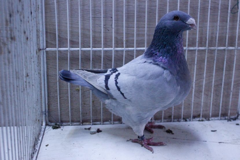 LRM_EXPORT_20180319_065836 - Femele 2018