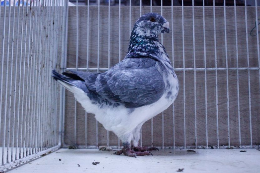 LRM_EXPORT_20180319_065921 - Femele 2018