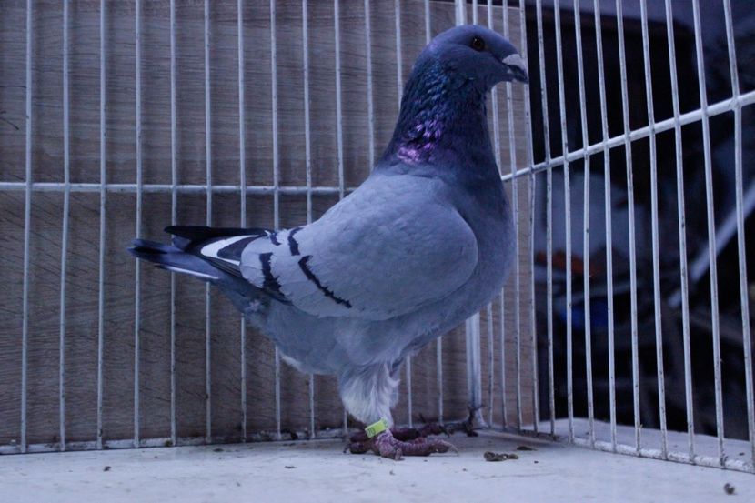 LRM_EXPORT_20180319_065926 - Femele 2018