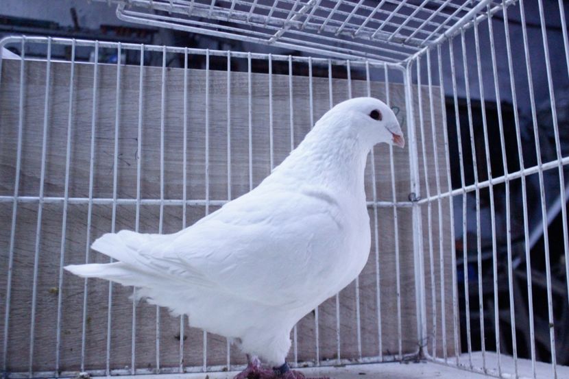 LRM_EXPORT_20180319_065928 - Femele 2018