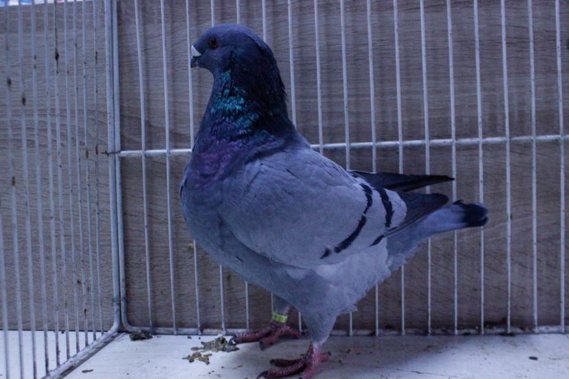 LRM_EXPORT_20180319_065913 - Femele 2018