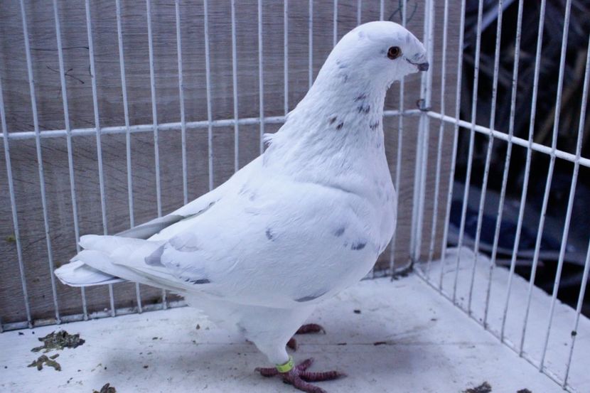 LRM_EXPORT_20180319_065916 - Femele 2018