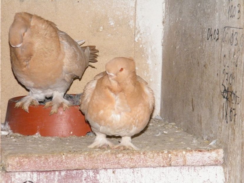  - Blondineti Satineti 2018