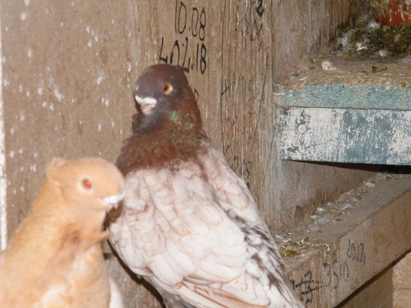  - Blondineti Satineti 2018