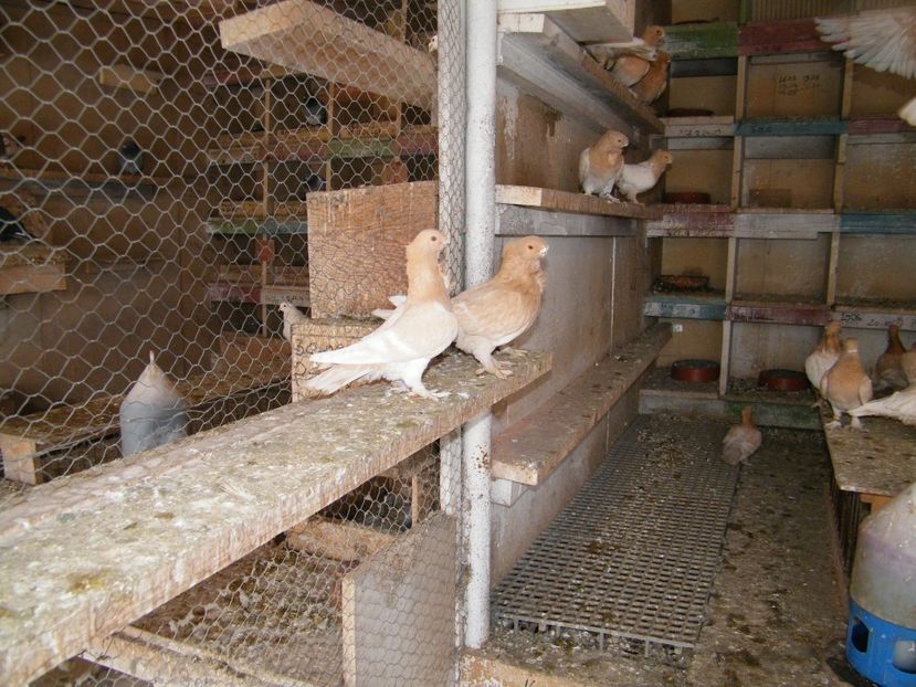  - Blondineti Satineti 2018