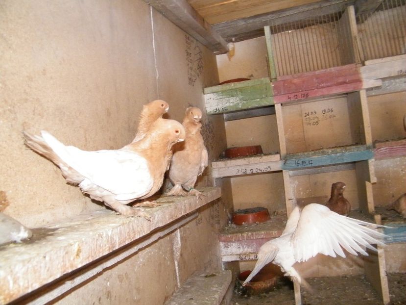  - Blondineti Satineti 2018