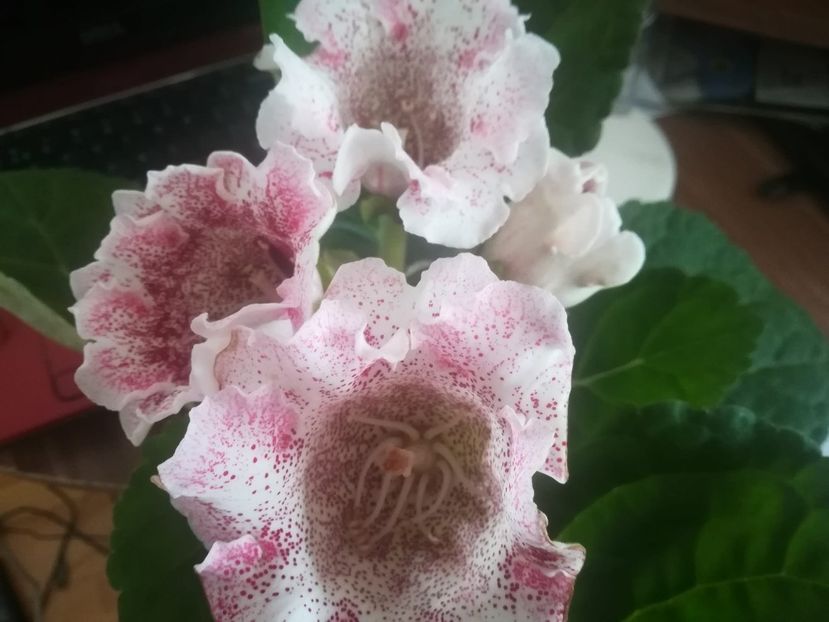 1 - gloxinii si minisiningii 2018