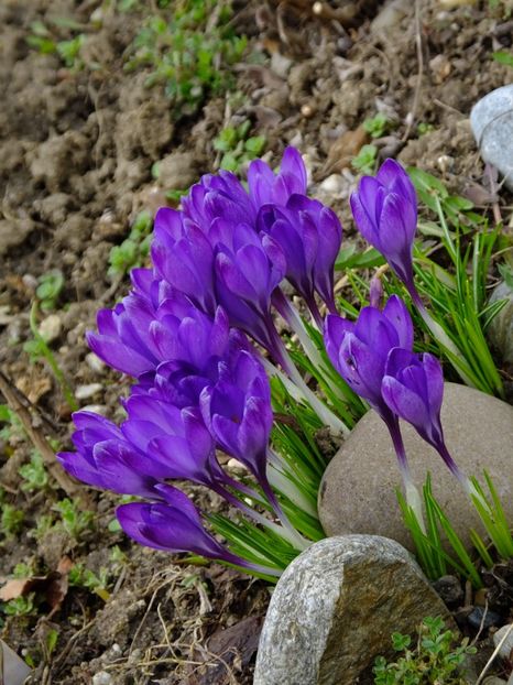  - 2018_01_Flori de primavara