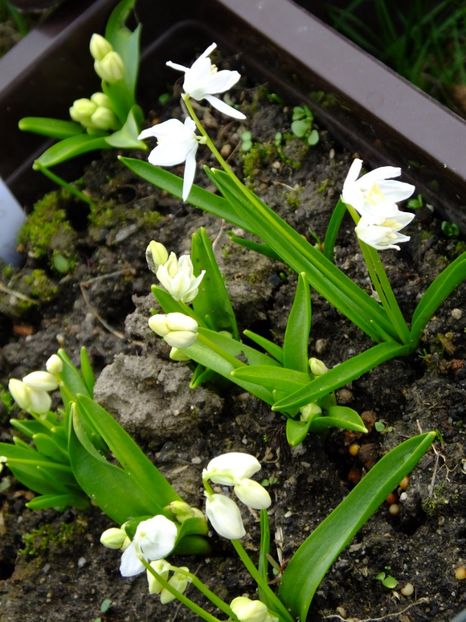  - 2018_01_Flori de primavara