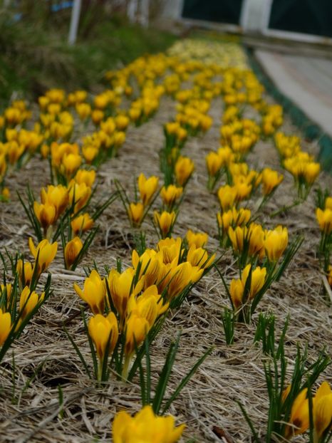  - 2018_01_Flori de primavara