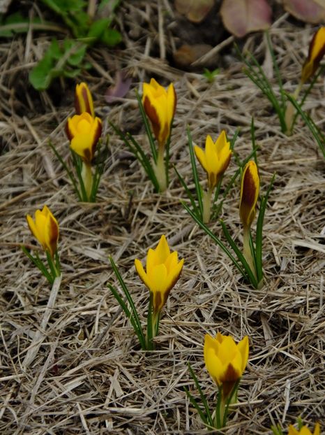  - 2018_01_Flori de primavara