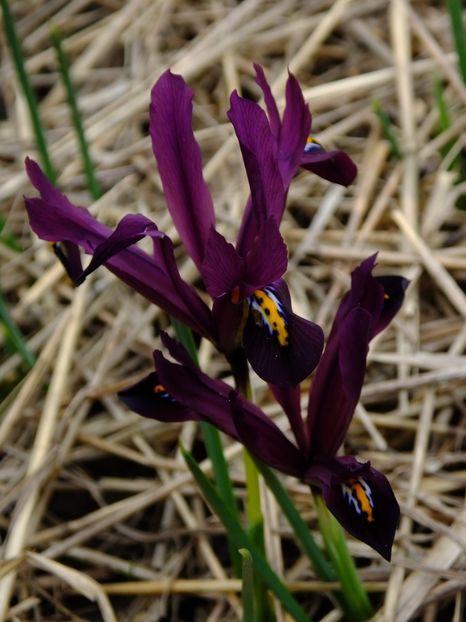  - 2018_01_Flori de primavara