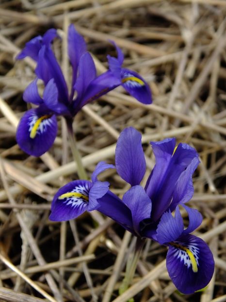  - 2018_01_Flori de primavara