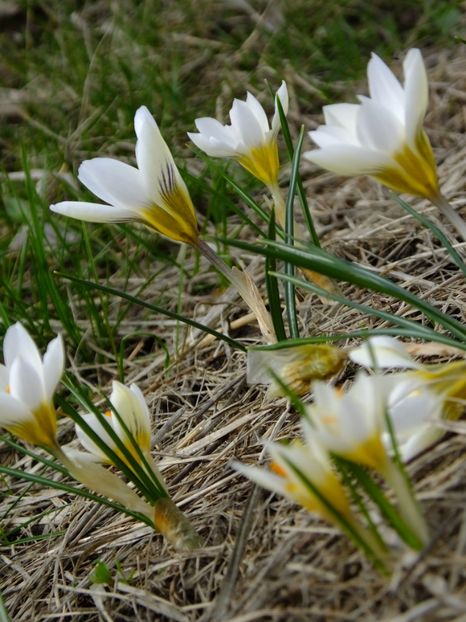 16.03 - 2018_01_Flori de primavara