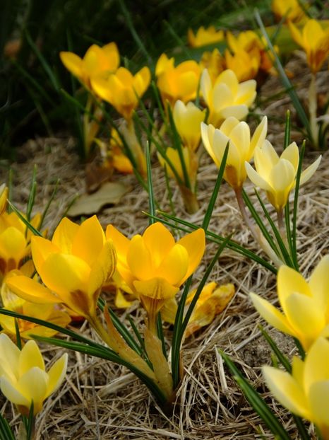  - 2018_01_Flori de primavara