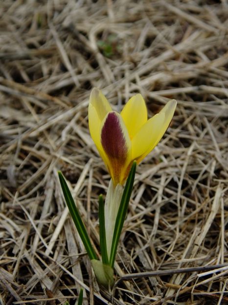 16.03 - 2018_01_Flori de primavara