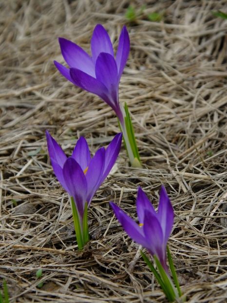  - 2018_01_Flori de primavara