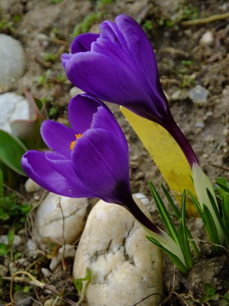  - 2018_01_Flori de primavara