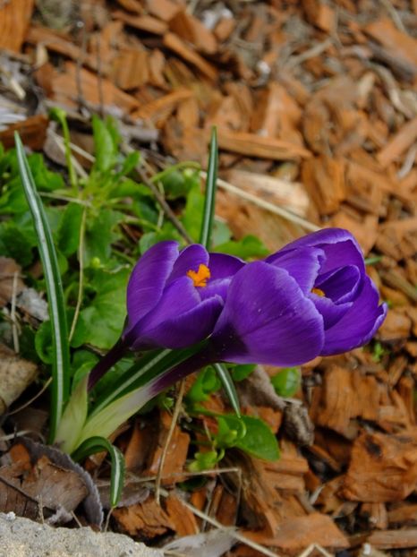  - 2018_01_Flori de primavara