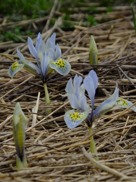16.03 - 2018_01_Flori de primavara
