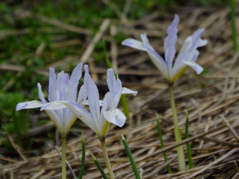  - 2018_01_Flori de primavara