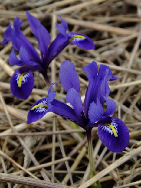 16.03 - 2018_01_Flori de primavara
