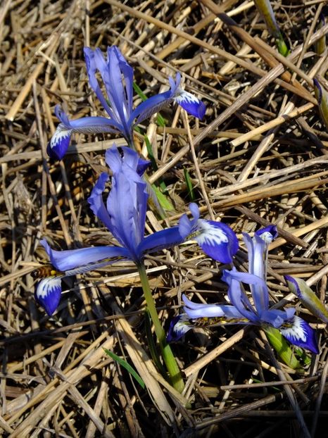 15.03 - 2018_01_Flori de primavara