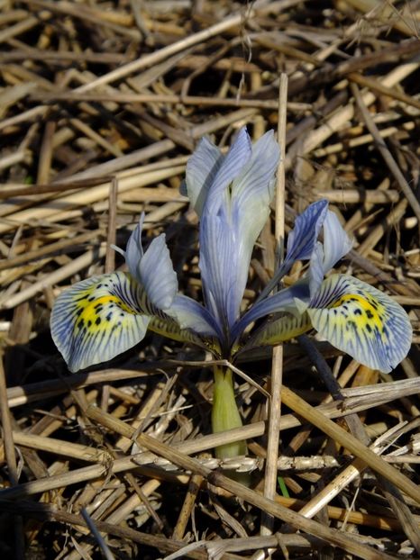  - 2018_01_Flori de primavara