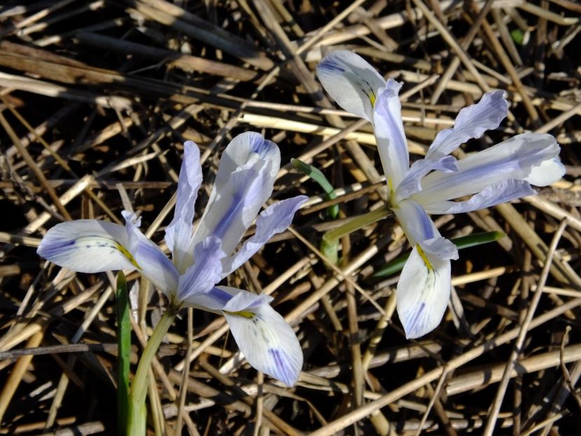15.03 - 2018_01_Flori de primavara