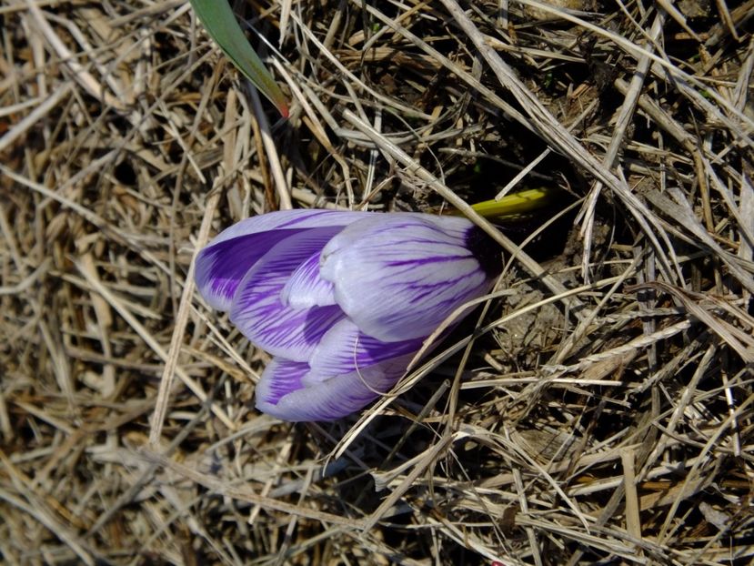  - 2018_01_Flori de primavara