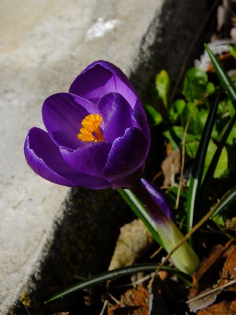  - 2018_01_Flori de primavara