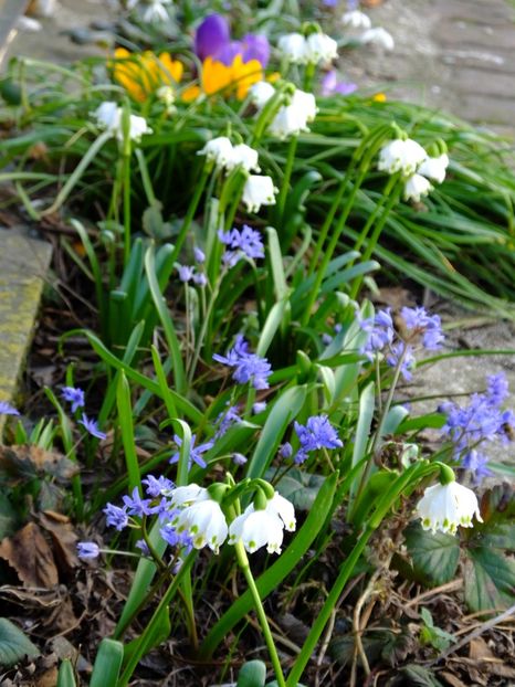  - 2018_01_Flori de primavara