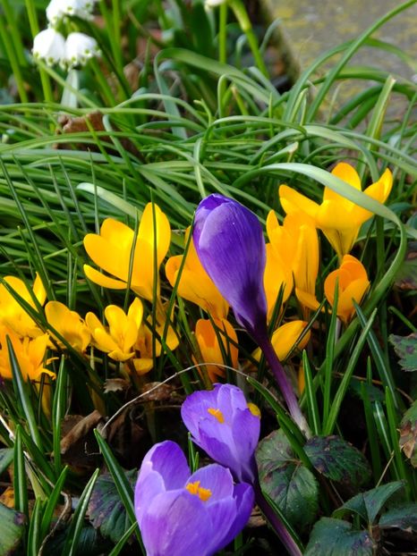 15.03 - 2018_01_Flori de primavara