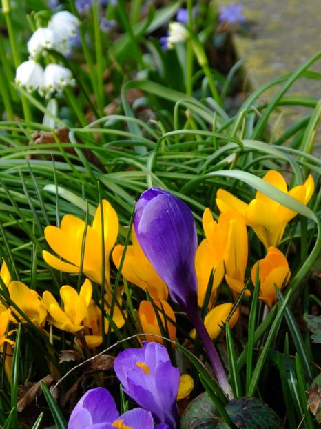  - 2018_01_Flori de primavara