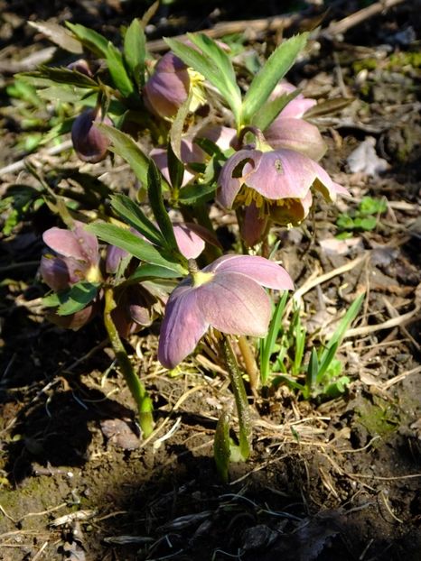  - 2018_01_Flori de primavara