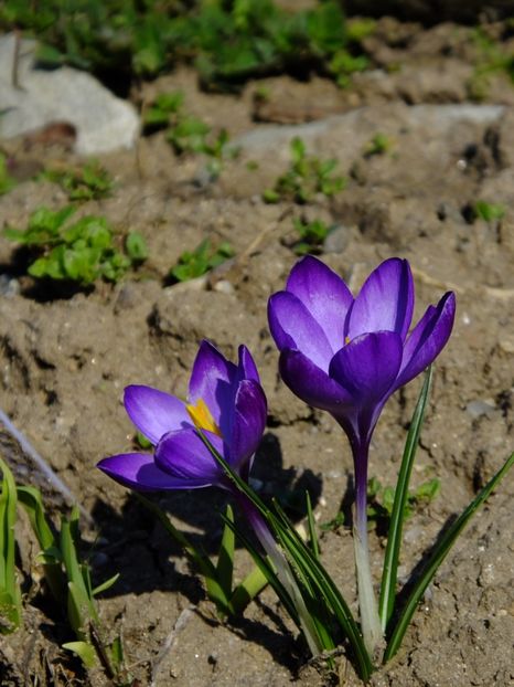 - 2018_01_Flori de primavara