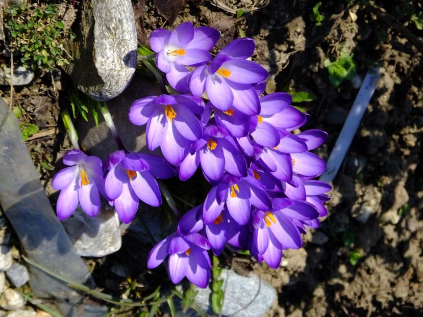 15.03 - 2018_01_Flori de primavara