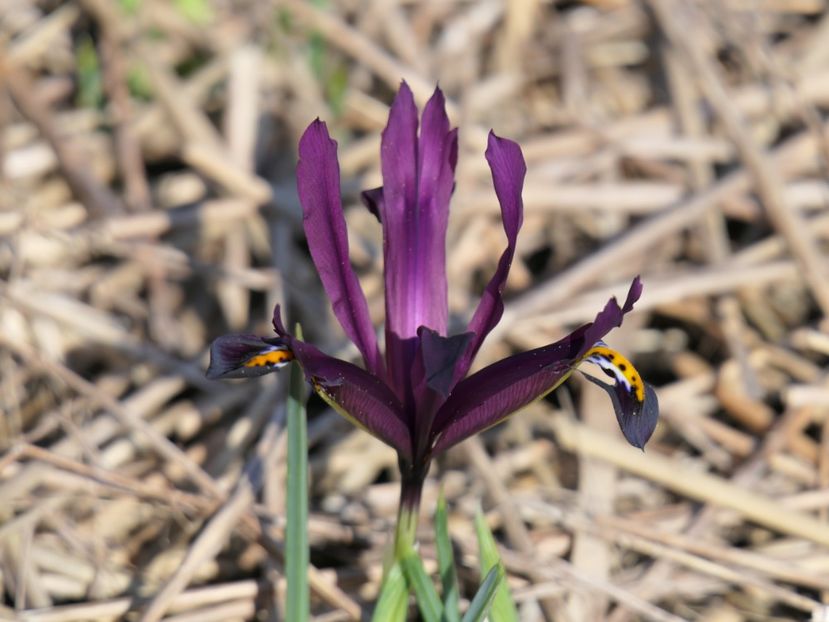 P1020142 - 2018_01_Flori de primavara